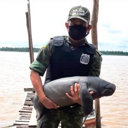 Filhote de peixe-boi é resgatado pelo Batalhão Ambiental