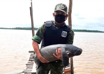Filhote de peixe-boi é resgatado pelo Batalhão Ambiental