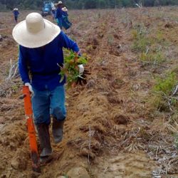 Amcel oferta 60 vagas para o cargo de trabalhador florestal em Porto Grande