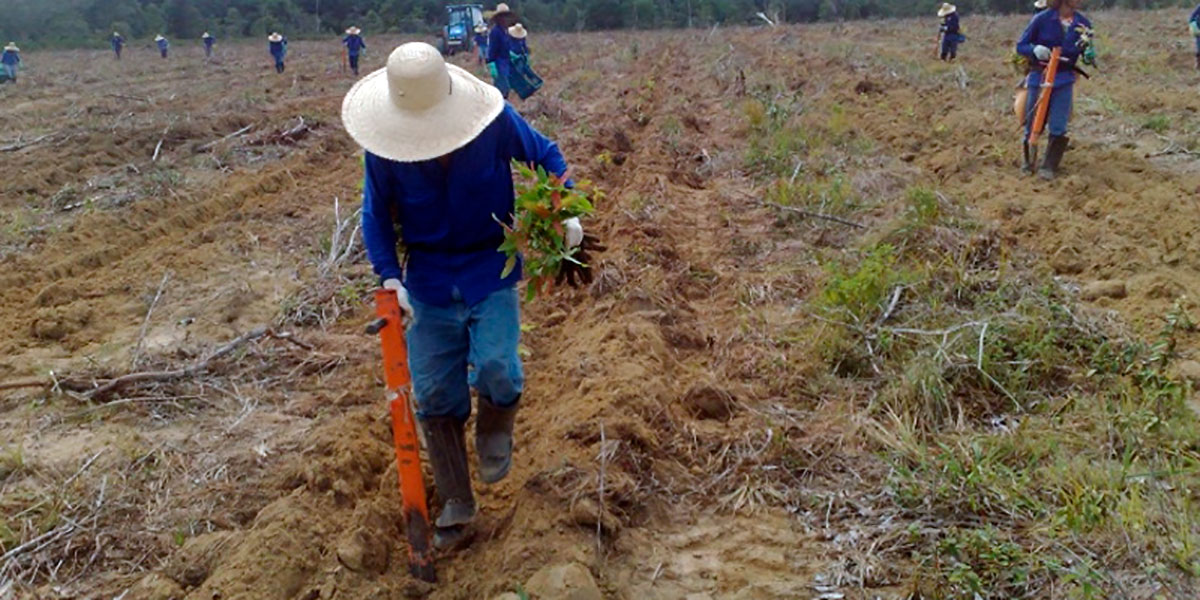 Amcel oferta 60 vagas para o cargo de trabalhador florestal em Porto Grande