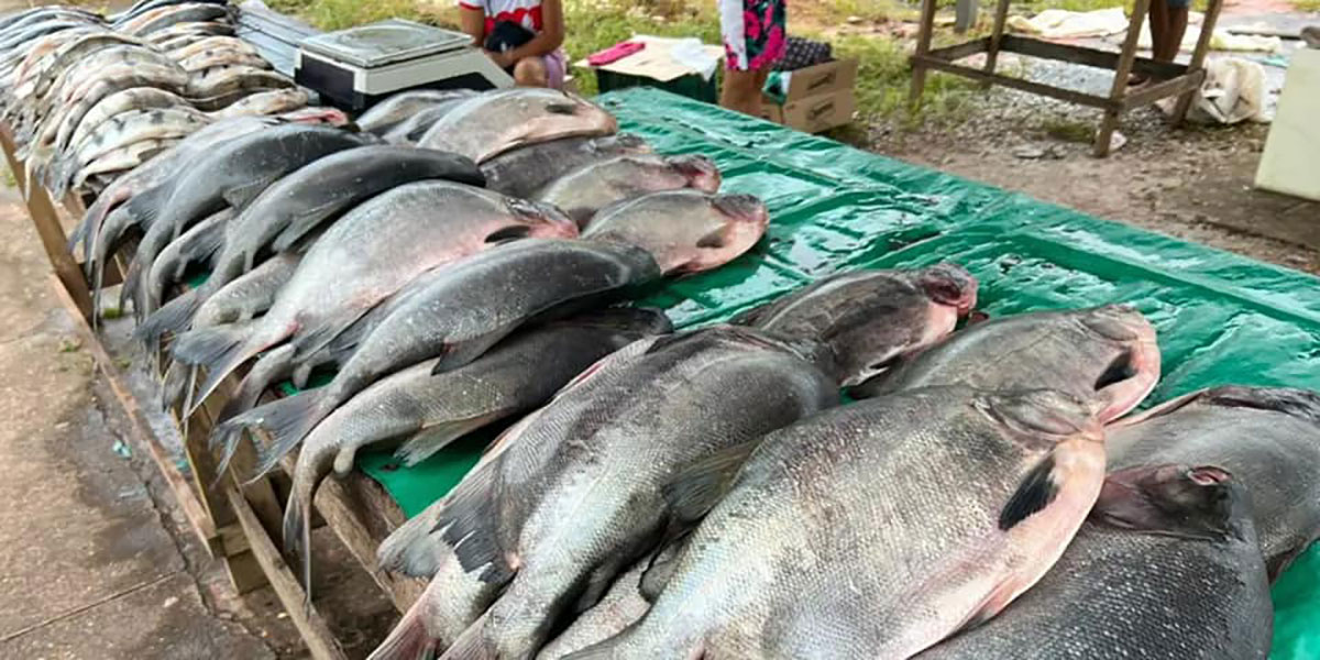 Prefeitura de Santana coloca 20 toneladas de pescado à venda na Semana Santa